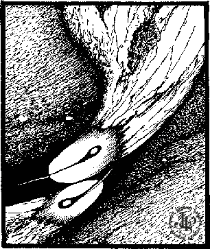 Тропик Рака - i_008.png