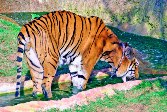 Бангкок и Паттайя. Путеводитель - i_160.jpg