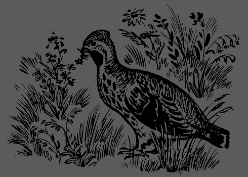 В лесах счастливой охоты - i_086.png