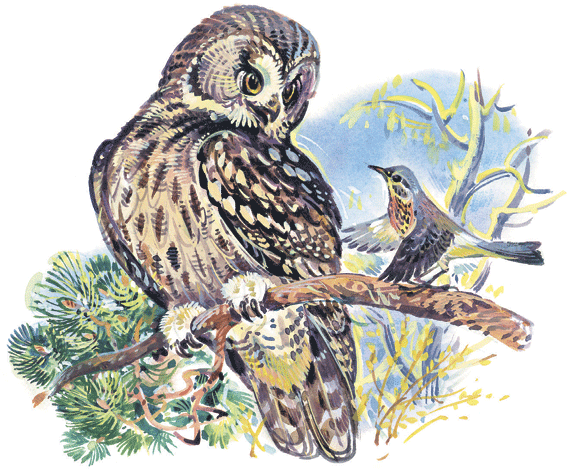 Лесные сказки - i_015.png