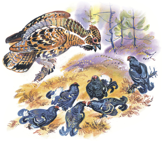 Лесные сказки - i_016.png