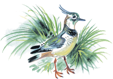 Лесные сказки - i_021.png