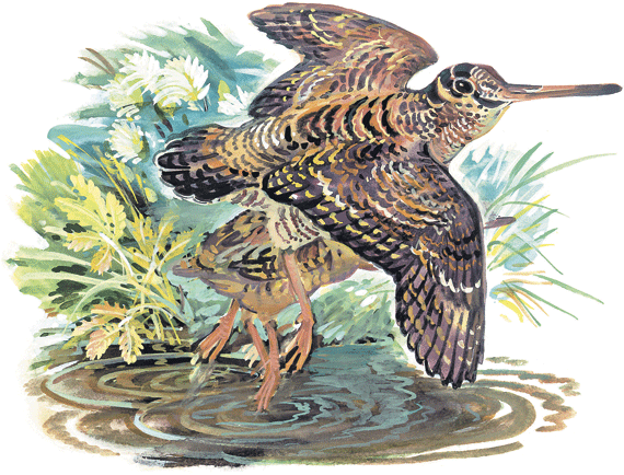 Лесные сказки - i_022.png