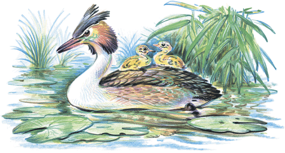 Лесные сказки - i_032.png