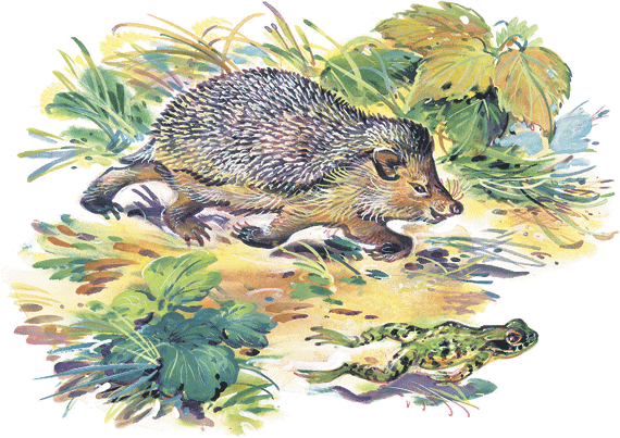 Лесные сказки - i_035.png