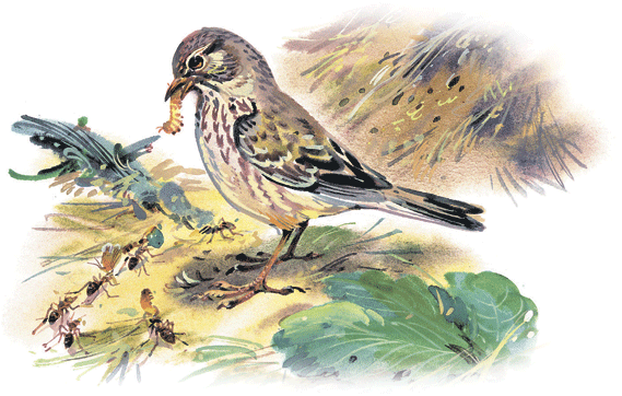 Лесные сказки - i_041.png