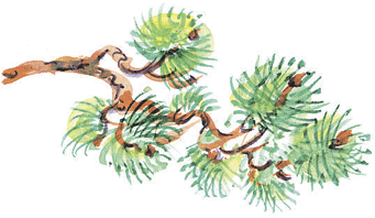 Лесные сказки - i_044.png