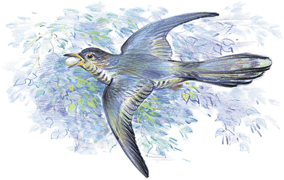 Лесные сказки - i_046.png