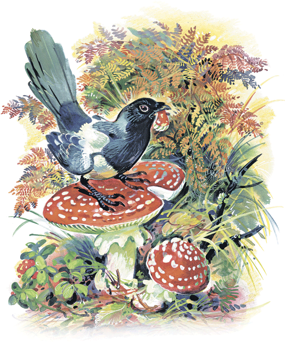 Лесные сказки - i_048.png