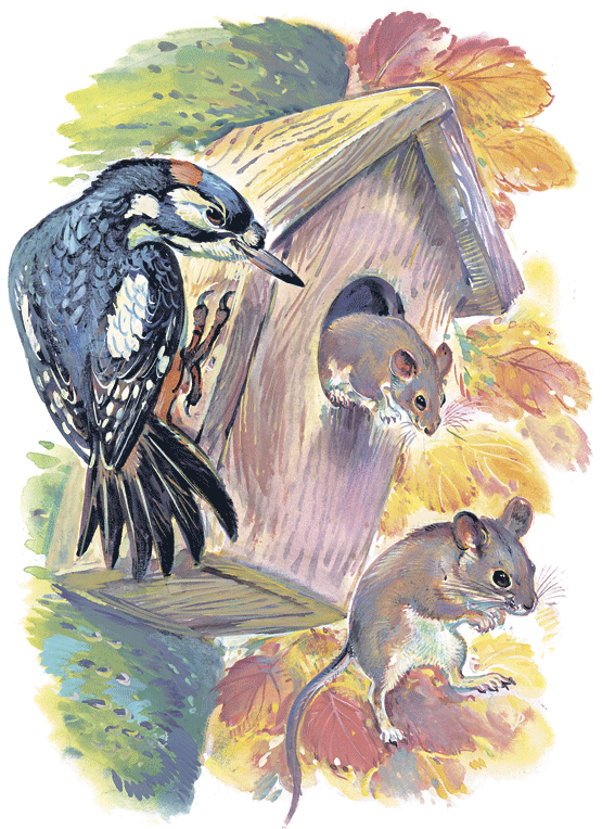 Лесные сказки - i_051.png