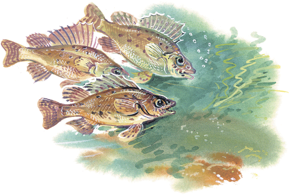 Лесные сказки - i_061.png