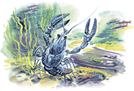 Лесные сказки - i_063.png