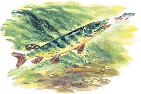 Лесные сказки - i_064.png