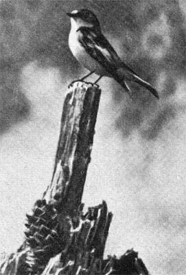 Силуэты на облаках - i_088.jpg