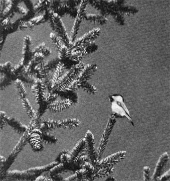 Силуэты на облаках - i_090.jpg