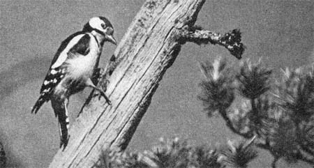 Силуэты на облаках - i_091.jpg