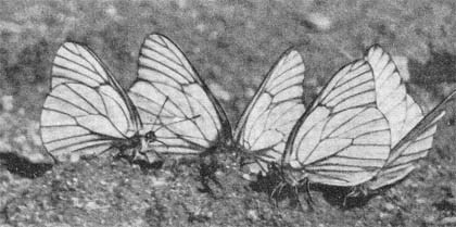 Силуэты на облаках - i_101.jpg