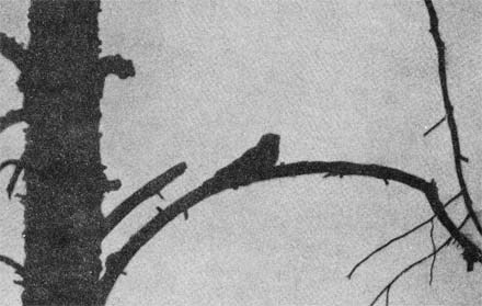 Силуэты на облаках - i_152.jpg