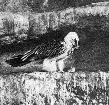 Силуэты на облаках - i_262.jpg