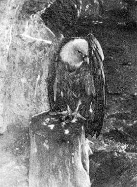 Силуэты на облаках - i_264.jpg