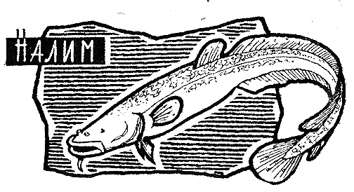 Рыбьи дорожки - i_040.png