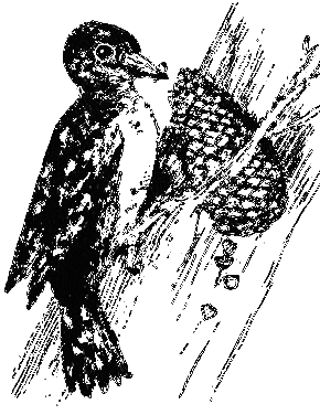 Клуб Колумбов - i_062.png