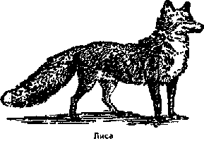 Что я видел (сборник) - i_120.png