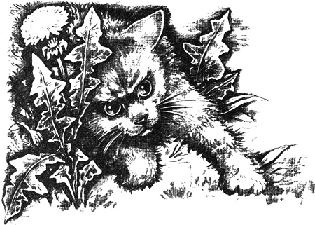 Магнус-Супермыш - img07.png