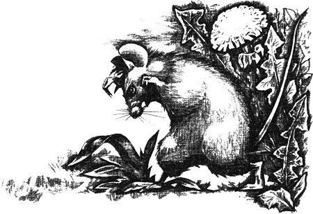 Магнус-Супермыш - img08.png