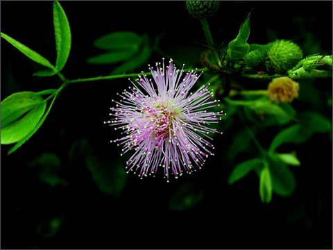 Удивительное рядом: самые необычные растения мира - i_016.jpg