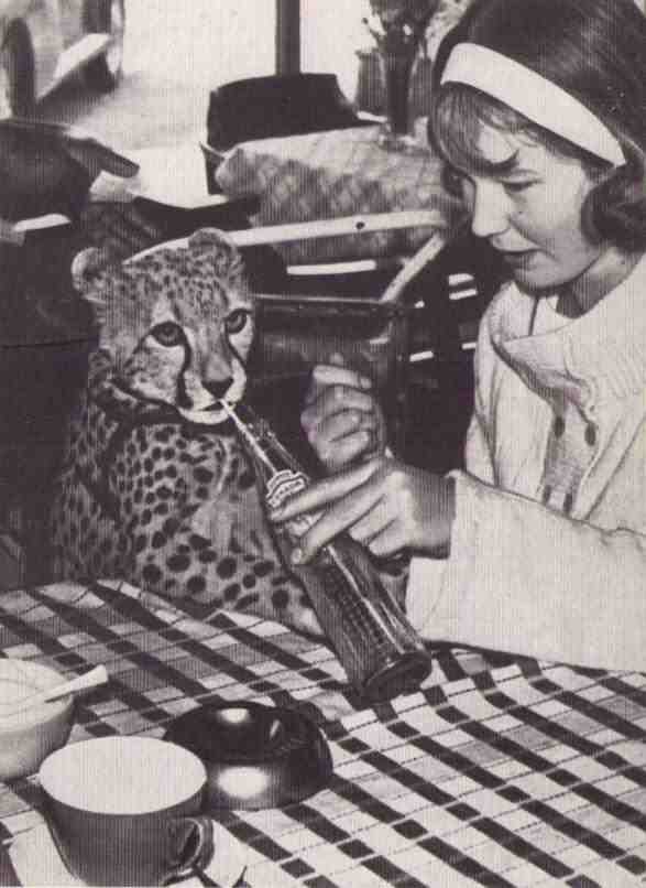 Пятнистый сфинкс. Пиппа бросает вызов (с иллюстрациями) - i_004.jpg