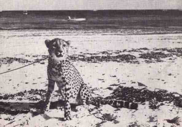 Пятнистый сфинкс. Пиппа бросает вызов (с иллюстрациями) - i_006.jpg