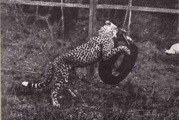 Пятнистый сфинкс. Пиппа бросает вызов (с иллюстрациями) - i_008.jpg