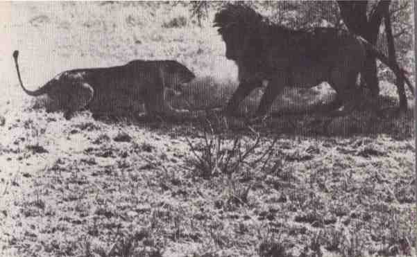 Пятнистый сфинкс. Пиппа бросает вызов (с иллюстрациями) - i_011.jpg