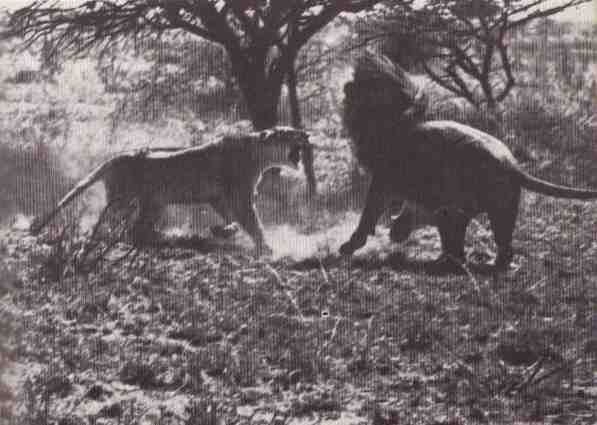 Пятнистый сфинкс. Пиппа бросает вызов (с иллюстрациями) - i_012.jpg