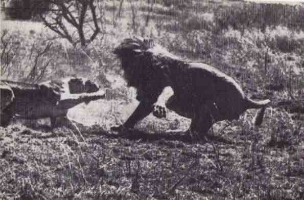 Пятнистый сфинкс. Пиппа бросает вызов (с иллюстрациями) - i_013.jpg