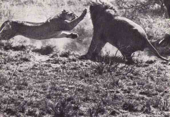 Пятнистый сфинкс. Пиппа бросает вызов (с иллюстрациями) - i_014.jpg