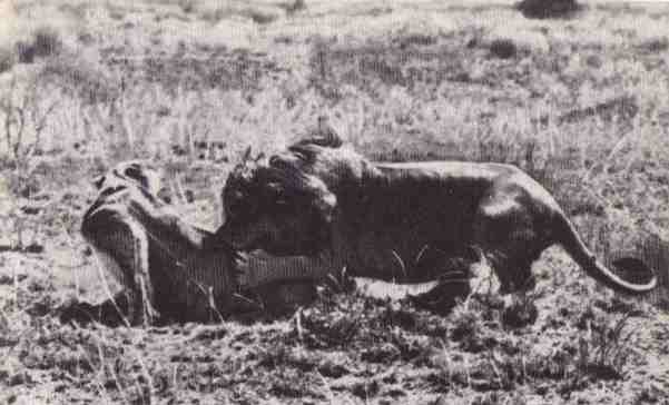 Пятнистый сфинкс. Пиппа бросает вызов (с иллюстрациями) - i_015.jpg