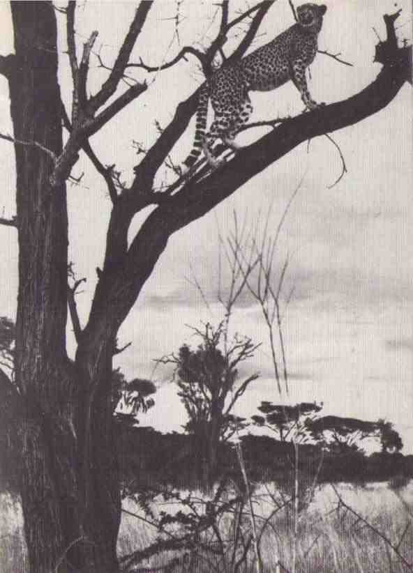 Пятнистый сфинкс. Пиппа бросает вызов (с иллюстрациями) - i_019.jpg