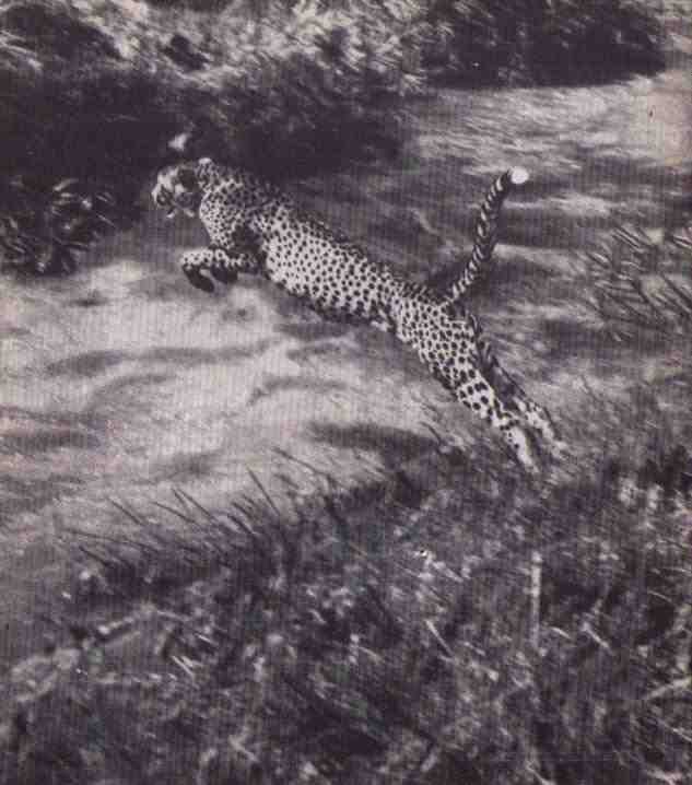 Пятнистый сфинкс. Пиппа бросает вызов (с иллюстрациями) - i_020.jpg