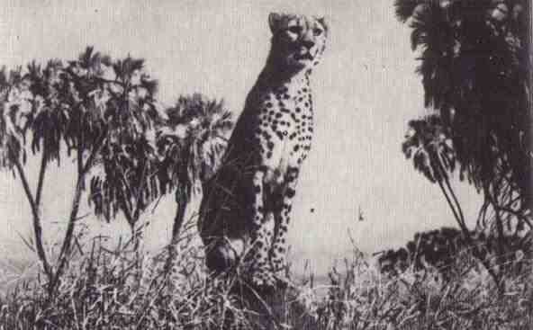 Пятнистый сфинкс. Пиппа бросает вызов (с иллюстрациями) - i_021.jpg