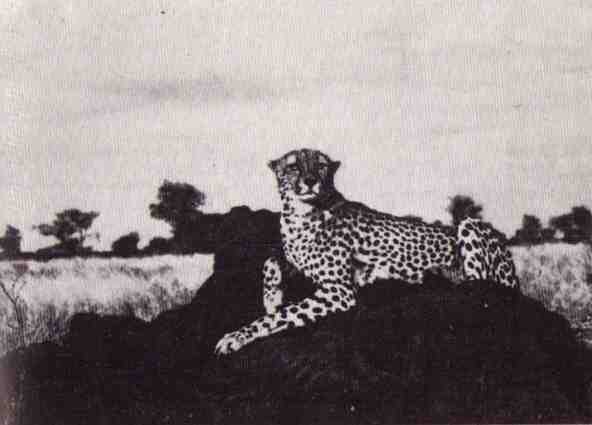 Пятнистый сфинкс. Пиппа бросает вызов (с иллюстрациями) - i_022.jpg