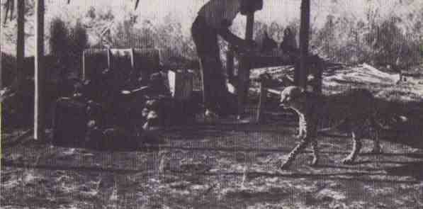 Пятнистый сфинкс. Пиппа бросает вызов (с иллюстрациями) - i_023.jpg