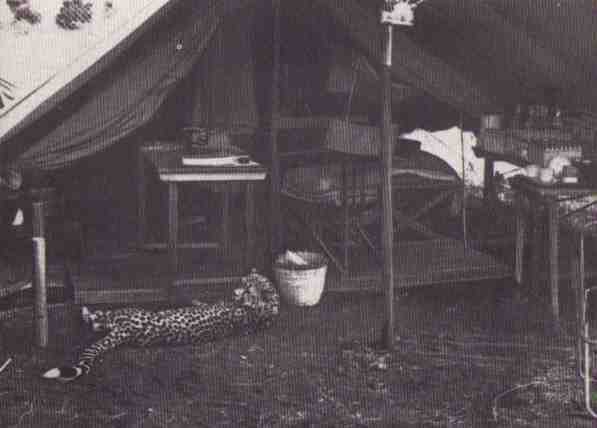 Пятнистый сфинкс. Пиппа бросает вызов (с иллюстрациями) - i_024.jpg