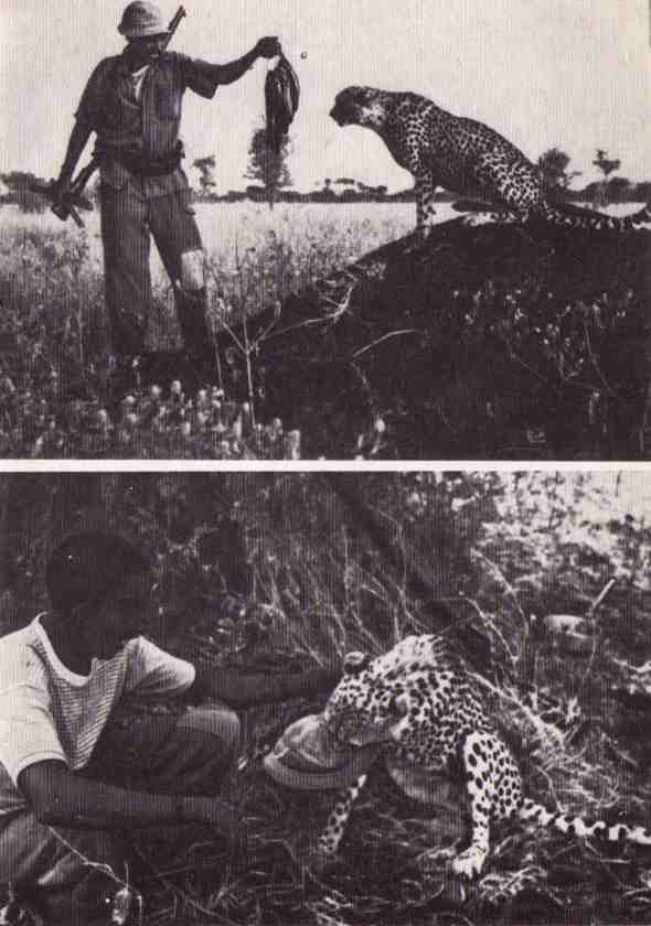 Пятнистый сфинкс. Пиппа бросает вызов (с иллюстрациями) - i_028.jpg