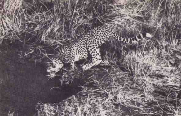 Пятнистый сфинкс. Пиппа бросает вызов (с иллюстрациями) - i_032.jpg