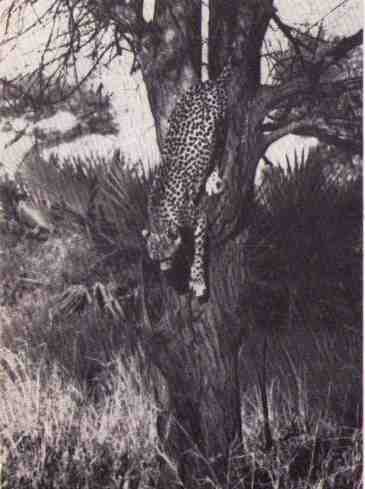 Пятнистый сфинкс. Пиппа бросает вызов (с иллюстрациями) - i_033.jpg