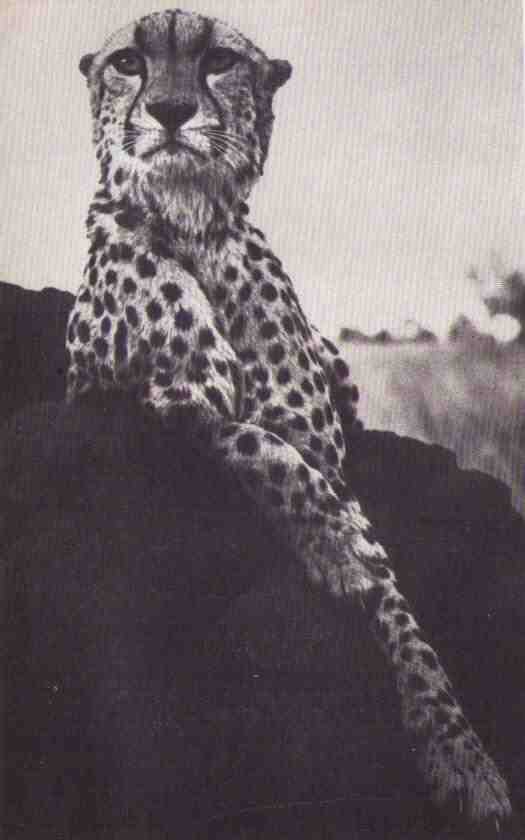 Пятнистый сфинкс. Пиппа бросает вызов (с иллюстрациями) - i_036.jpg