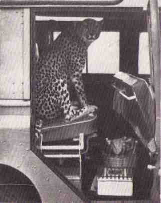 Пятнистый сфинкс. Пиппа бросает вызов (с иллюстрациями) - i_038.jpg