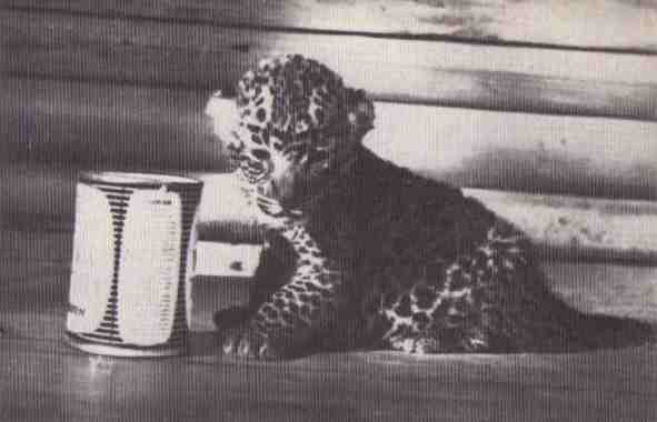 Пятнистый сфинкс. Пиппа бросает вызов (с иллюстрациями) - i_042.jpg